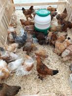 20 verschillende rassen vanaf 10 euro + benodigdheden, Dieren en Toebehoren, Vrouwelijk, Kip
