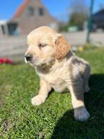Golden retriever pups reutjes, Dieren en Toebehoren, Honden | Retrievers, Spaniëls en Waterhonden, Golden retriever, België, Reu