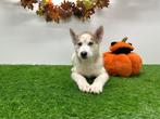 Siberische Husky pups, België, 8 tot 15 weken, CDV (hondenziekte), Poolhond