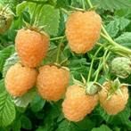 6 x gele frambozen in 3 liter pot, Tuin en Terras, Planten | Tuinplanten, Ophalen, Vaste plant