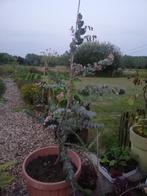 Eucalyptus, Tuin en Terras, Planten | Bomen, Ophalen