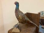 Fazant Taxidermie, Verzamelen, Dierenverzamelingen, Ophalen, Vogel, Opgezet dier
