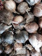 Look ' Lotus ' plantgoed, Tuin en Terras, Ophalen