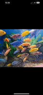 Ik zoek malawi ,frontosa en andere vissen.Gratis?, Animaux & Accessoires, Poissons | Poissons d'aquarium