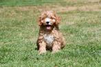 Cavapoo pups te koop, 15 weken tot 1 jaar, Overige rassen, Buitenland, CDV (hondenziekte)