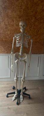 Anatomisch skelet op ware grootte, Diversen, Ophalen, Zo goed als nieuw