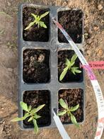Ananas tomatenplantjes, Ophalen