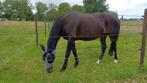 Prachtige lieve dressuur en/of fokmerrie, Dieren en Toebehoren, Paarden, Merrie, B, Gechipt, Dressuurpaard