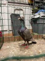 Sierduiven, Dieren en Toebehoren, Vogels | Duiven