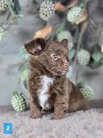 Chihuahua pup langhaar Chi pup, België, Fokker | Hobbymatig, Reu, CDV (hondenziekte)