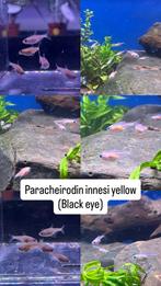 Albino tetras, Dieren en Toebehoren, Vissen | Aquariumvissen, Vis, Zoetwatervis, Schoolvis