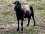 Mooie grote ram, Dieren en Toebehoren, Schapen, Geiten en Varkens, Mannelijk, Schaap, 3 tot 5 jaar
