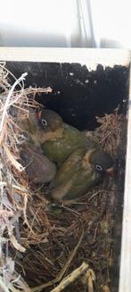 Personatas, Dieren en Toebehoren