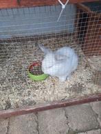 Konijntje Leeuwenkop en 3 cavia's