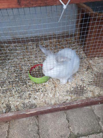 Konijntje Leeuwenkop en 3 cavia's  beschikbaar voor biedingen