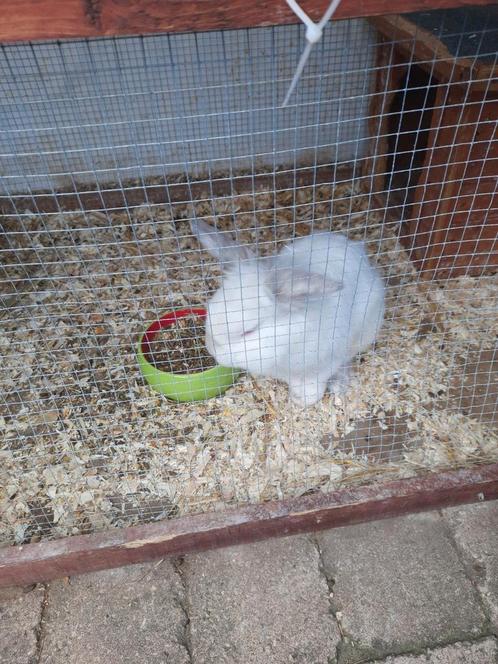 Konijntje Leeuwenkop en 3 cavia's, Dieren en Toebehoren, Konijnen