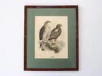 litho arenden, 19de eeuw, Antiek en Kunst, Kunst | Etsen en Gravures, Ophalen of Verzenden