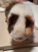 US Teddy beer van Februari 2025, Dieren en Toebehoren, Knaagdieren, Februari, Mannelijk, Cavia