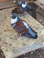 Sierduif.   Cauchois   Doffer en hij is geringd, Animaux & Accessoires, Oiseaux | Pigeons