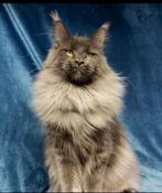 Blue Smoke Maine Coon poesje met stamboom!, Chatte ou Chat, Avec puce électronique, 0 à 2 ans
