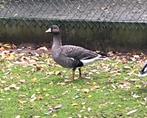 Goudooggans haan, Dieren en Toebehoren, Mannelijk, Gans of Zwaan