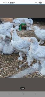 Brahma groothoender isabel patrijs, Dieren en Toebehoren