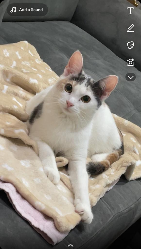 Lieve kat zoekt een nieuw thuis, Dieren en Toebehoren, Katten en Kittens | Raskatten | Korthaar, Poes, 0 tot 2 jaar, Met stamboom