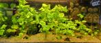 Black Corydoras Shultzei, Vis, Zoetwatervis, Schoolvis