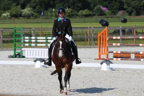 Dressuur paardje te koop, Dieren en Toebehoren, Paarden, Merrie, Z, 160 tot 165 cm, 11 jaar of ouder, Dressuurpaard, Met stamboom