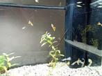 Snakeskin guppen, Zoetwatervis