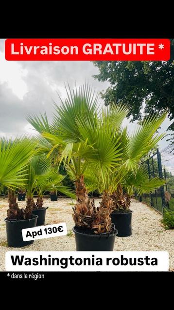 Grand Palmier voor een spotprijs. GRATIS BEZORGING beschikbaar voor biedingen