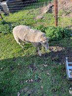 Overjaarse ram, Mannelijk, Schaap, 0 tot 2 jaar