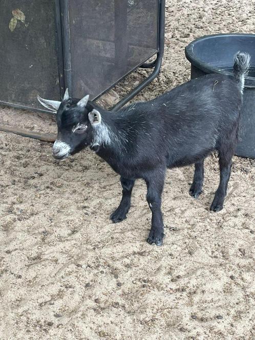 Luuk van 't Heyhof zoekt een nieuwe thuis, Dieren en Toebehoren, Overige Dieren, Mannelijk, Mei