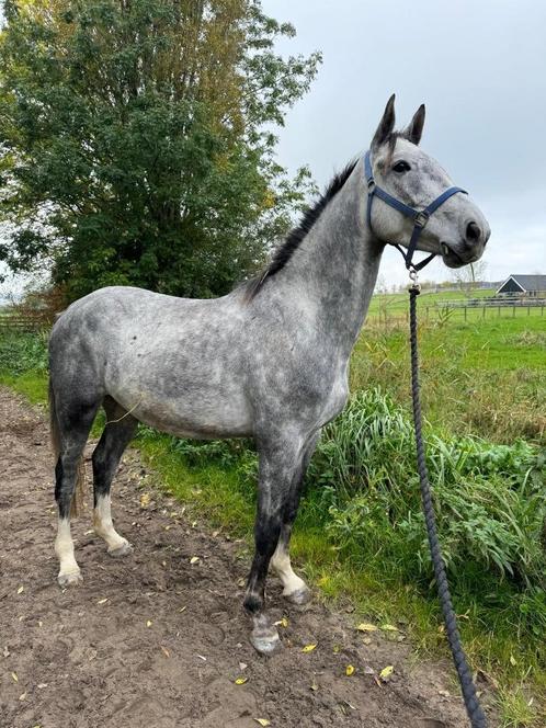 BWP ruin 5 j (2020) Top amateur paard ook voor beginneling, Dieren en Toebehoren, Paarden, Ruin, Zadelmak, 165 tot 170 cm, 3 tot 6 jaar