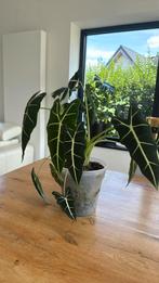Alocasia m, Maison & Meubles, Plantes d'intérieur, Autres espèces, En pot, Moins de 100 cm, Plante verte