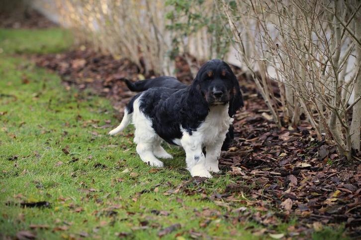 Engelse Cocker Mannetjes, 3 maand jong, Dieren en Toebehoren, Honden | Retrievers, Spaniëls en Waterhonden, Reu, Spaniël, Fokker | Professioneel