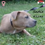 "Sadie" Amerikaanse Staffordshire Terrier - pup te koop, Dieren en Toebehoren, Honden | Jack Russells en Terriërs, 15 weken tot 1 jaar
