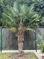 Palmboom, Tuin en Terras, Planten | Bomen, Ophalen, Palmboom