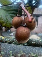 Kiwiplanten, Ophalen, 250 tot 400 cm, Volle zon, Overige soorten