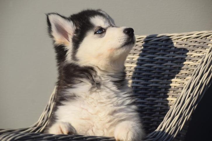 Chiots husky de Sibérie, Animaux & Accessoires, Chiens | Huskys, Loulous & Types primitifs, Plusieurs animaux, Chien de traîneau