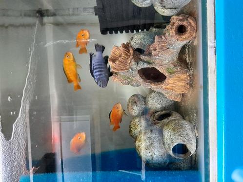 Verschillende nestjes malawicichliden, Dieren en Toebehoren, Vissen | Aquariumvissen, Zoetwatervis, Vis
