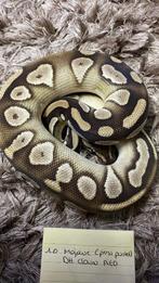Volledige groep ball pythons, Dieren en Toebehoren, Slang, 0 tot 2 jaar