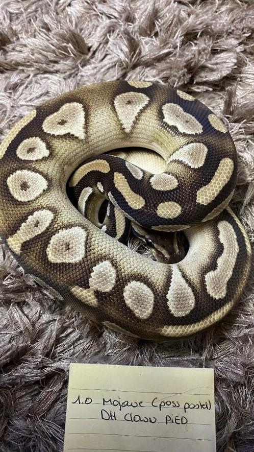 Volledige groep ball pythons, Dieren en Toebehoren, Reptielen en Amfibieën, Slang, 0 tot 2 jaar