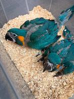 Blauwkeel ara gezocht, Dieren en Toebehoren