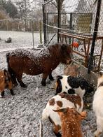 Shetland pony, Dieren en Toebehoren, Ophalen