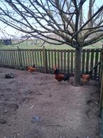 Eitjes, Dieren en Toebehoren, Pluimvee, Geslacht onbekend, Kip