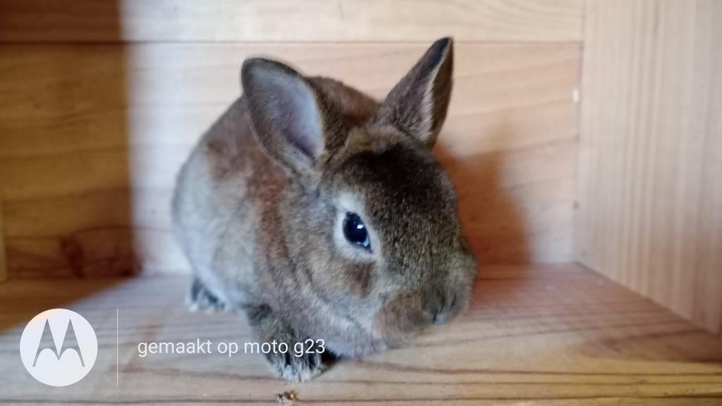 Mooi rex dwerg voedstertje, Nain