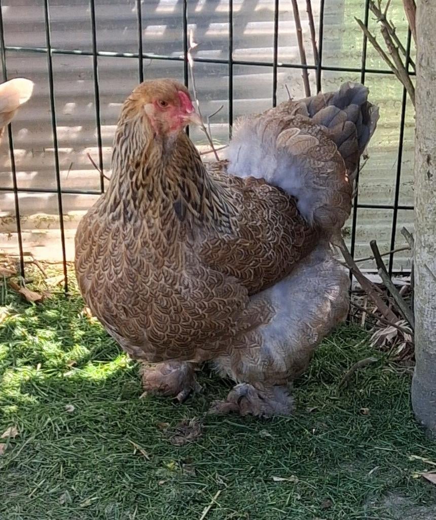 3 brahma hennen 1 jaar oud, Dieren en Toebehoren, Pluimvee