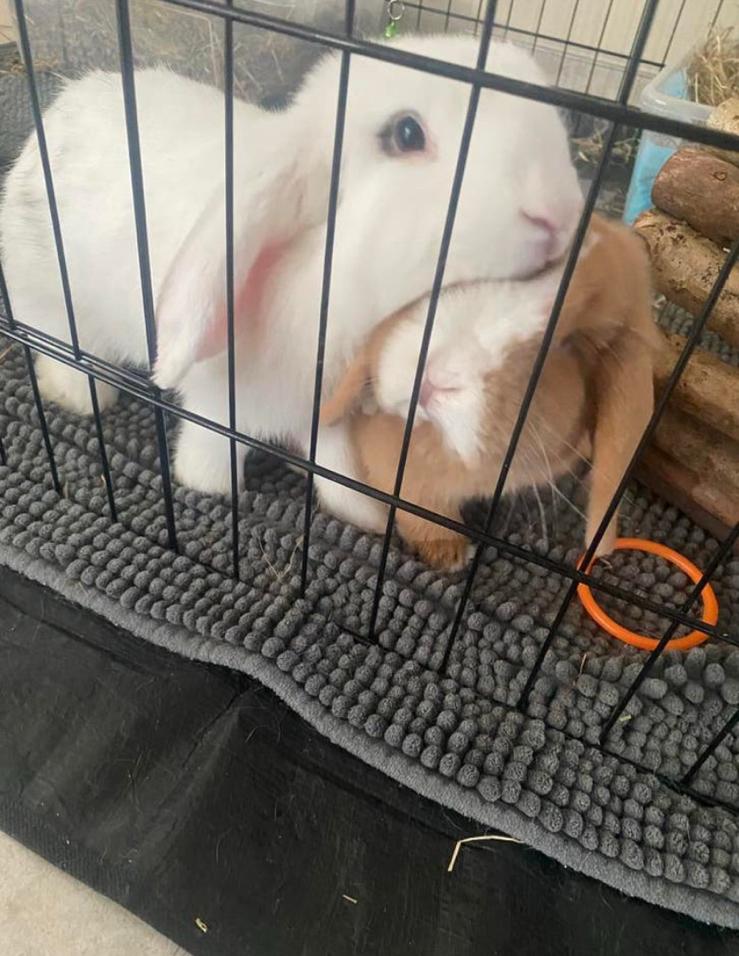 Koppeltje met stamboom. En gecastreerd . Moet dringend weg, Dieren en Toebehoren, Januari, Meerdere dieren, Overige typen, Tam