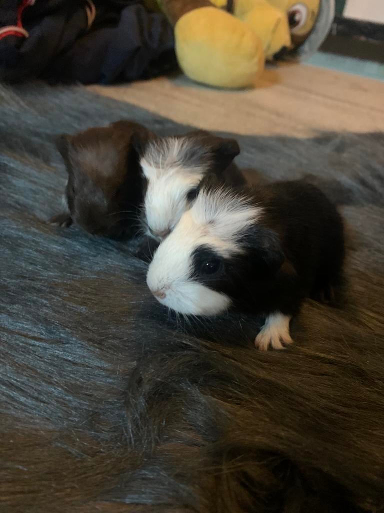 Raszuivere coronet dalmatiner/choco/zwart bont, Dieren en Toebehoren, Knaagdieren, Cavia, April, Meerdere dieren, Tam